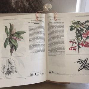 Flowers | Vintage Illustrated Botanical Book | Vintage Botanical Illustrations | Botanical Illustrations | Botanical book