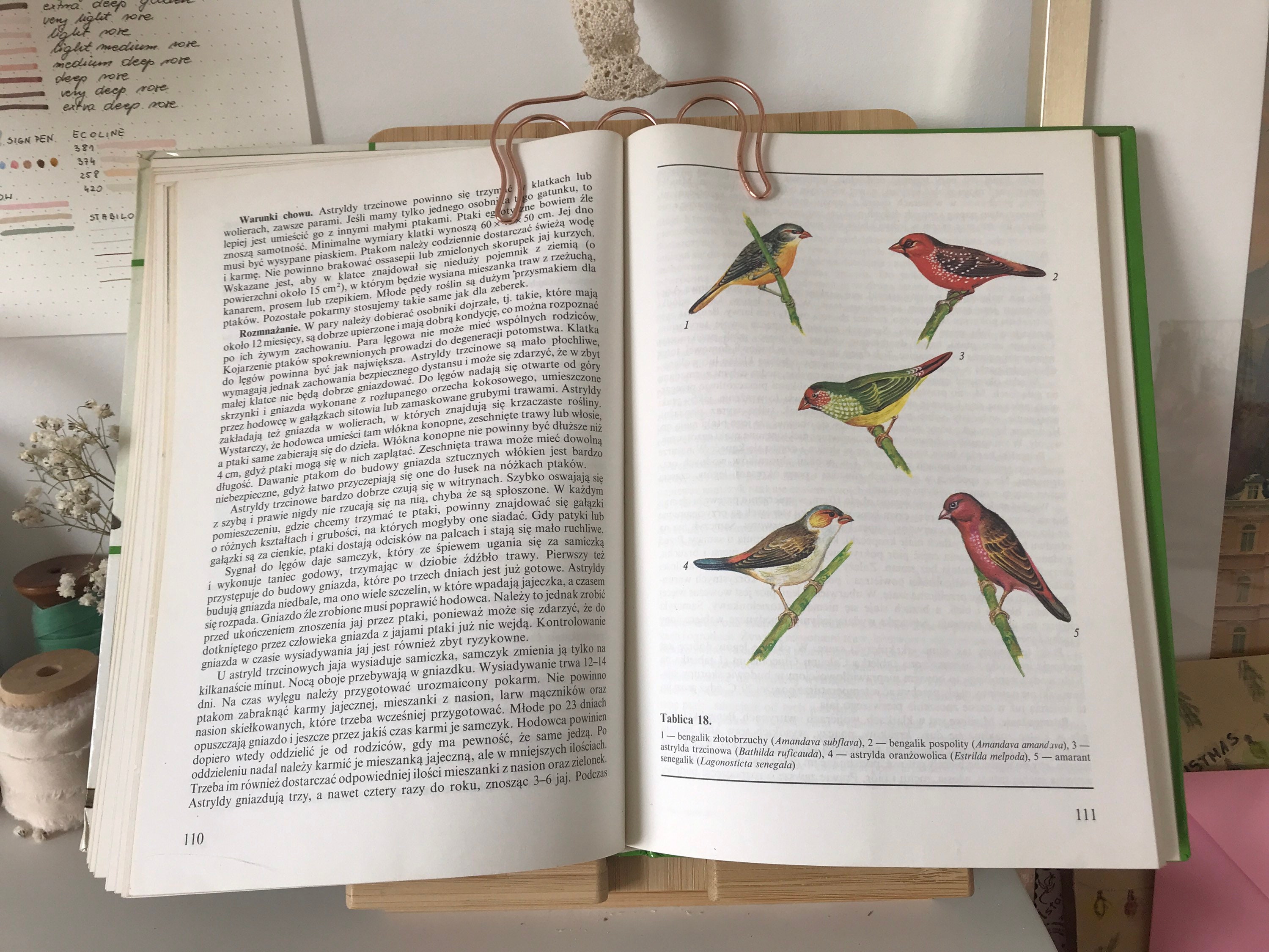 Vintage Illustrated Birds Book | Vintage Birds Illustrations | Birds ...