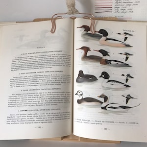 Vintage Illustrated Baltic Sea Animals Book | Vintage Fish Illustrations | Fish Illustrations | Zoology book