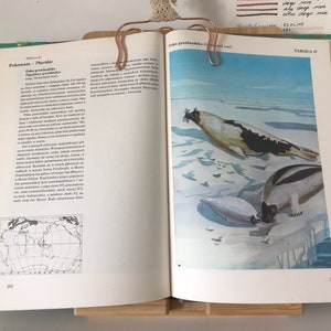 Vintage Illustrated sea animals Book | Vintage Fish Illustrations | Fish Illustrations | Zoology book