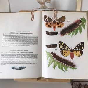 Vintage Illustrated butterfly Book | Vintage butterfly Illustrations | butterfly Illustrations