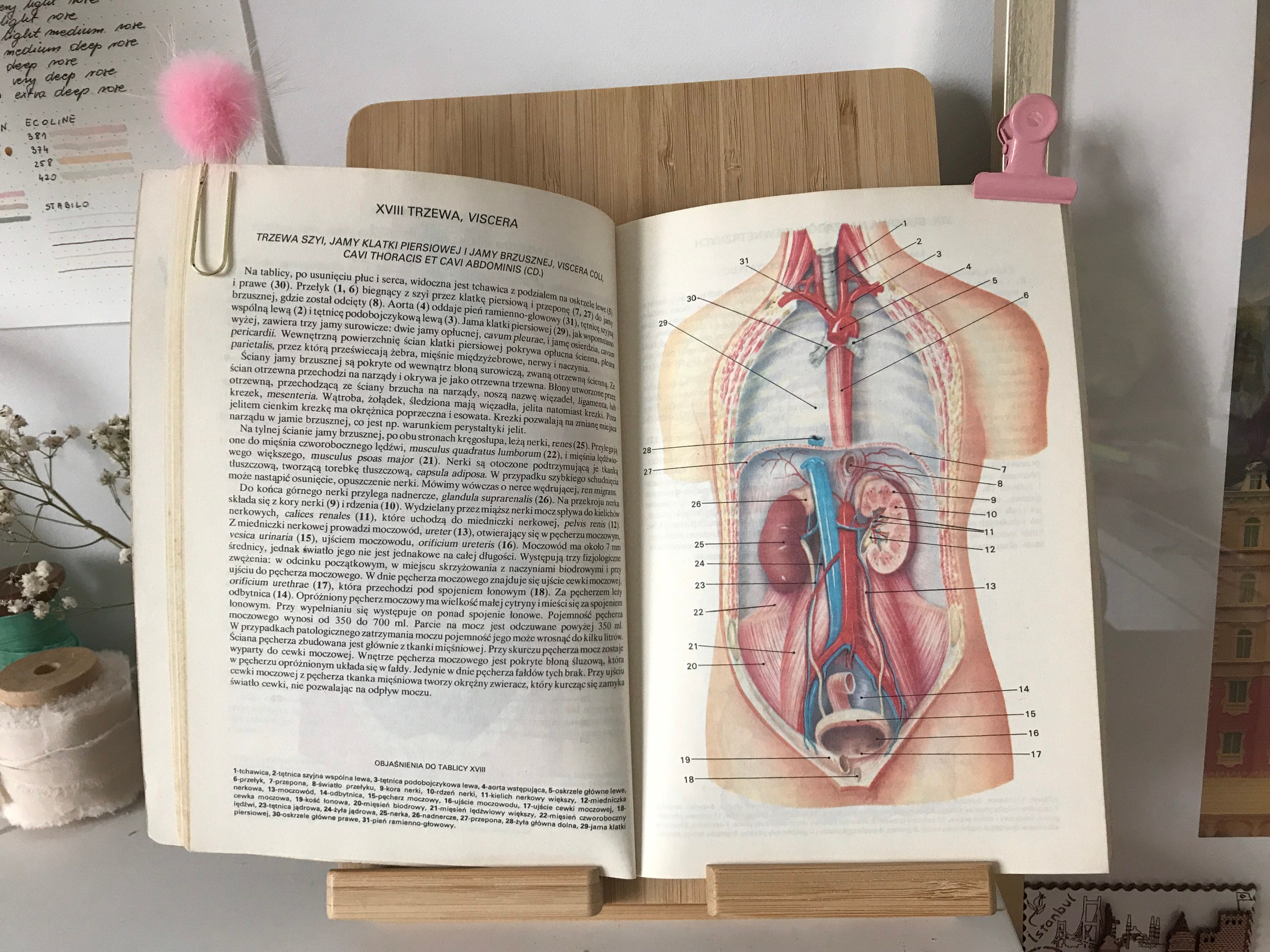 Vintage Illustrated Anatomy Book Vintage Anatomy Illustrations Anatomy ...