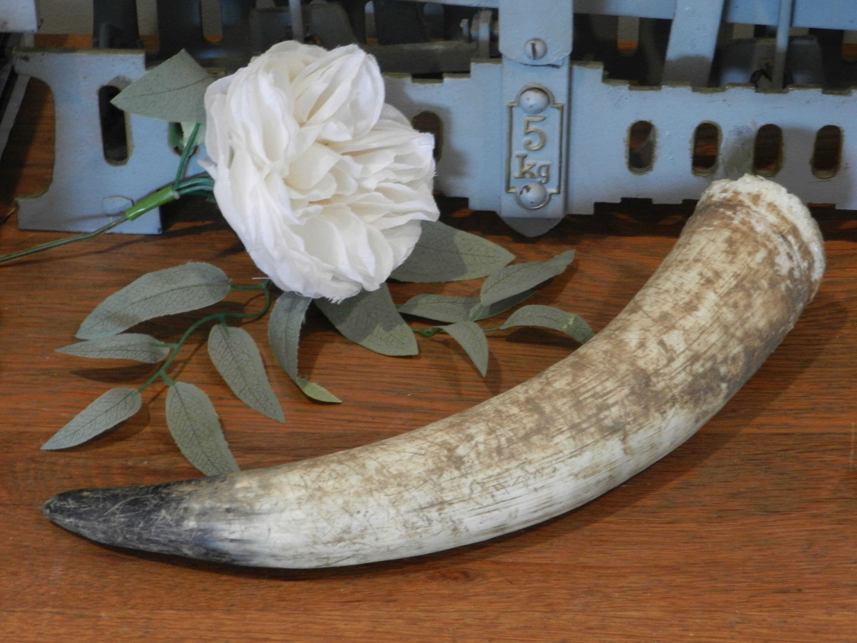 Real Longhorn Cattle Horn Raw Single Steer Western Texas Etsy