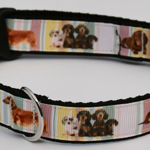 Dachshund Dog Collar Etsy