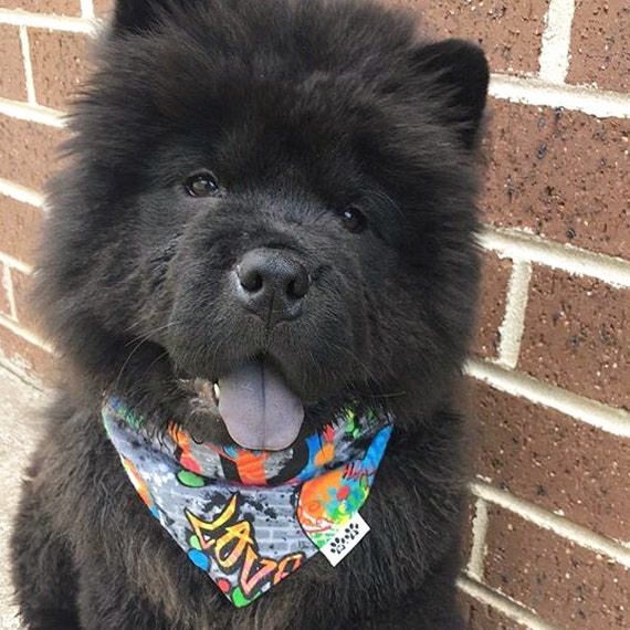 Chow chow sale bandana