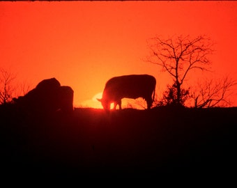 Cow grazing at sundown by Marvin Koner