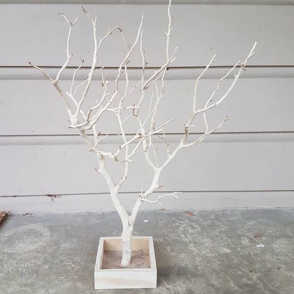 25" Natural/Sandblasted Manzanita Branch with Wooden Box Stand