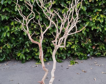 35"  Natural/Sandblasted Manzanita Branch with Wooden Box Stand