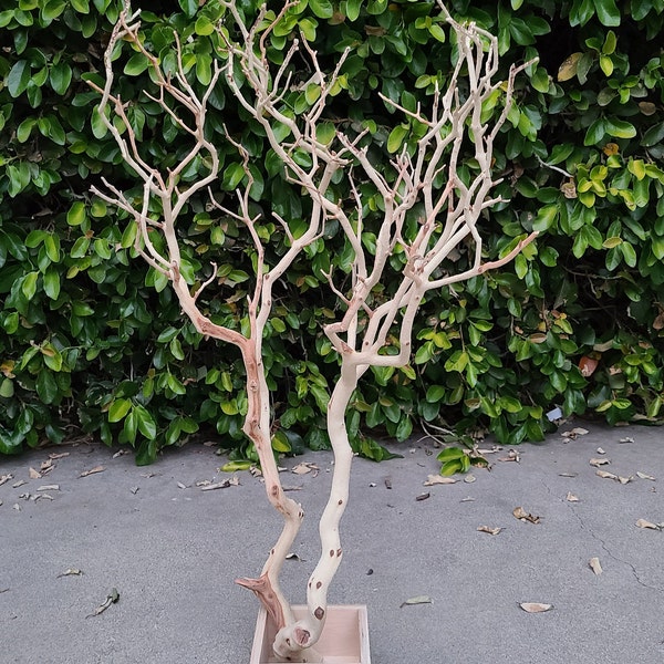 Manzanita Branch Etsy