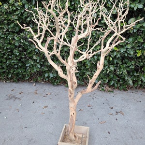 Sandblasted Manzanita Centerpiece Branches, 18 inches tall: Blooms and  Branches - Decorative branches and manzanita!
