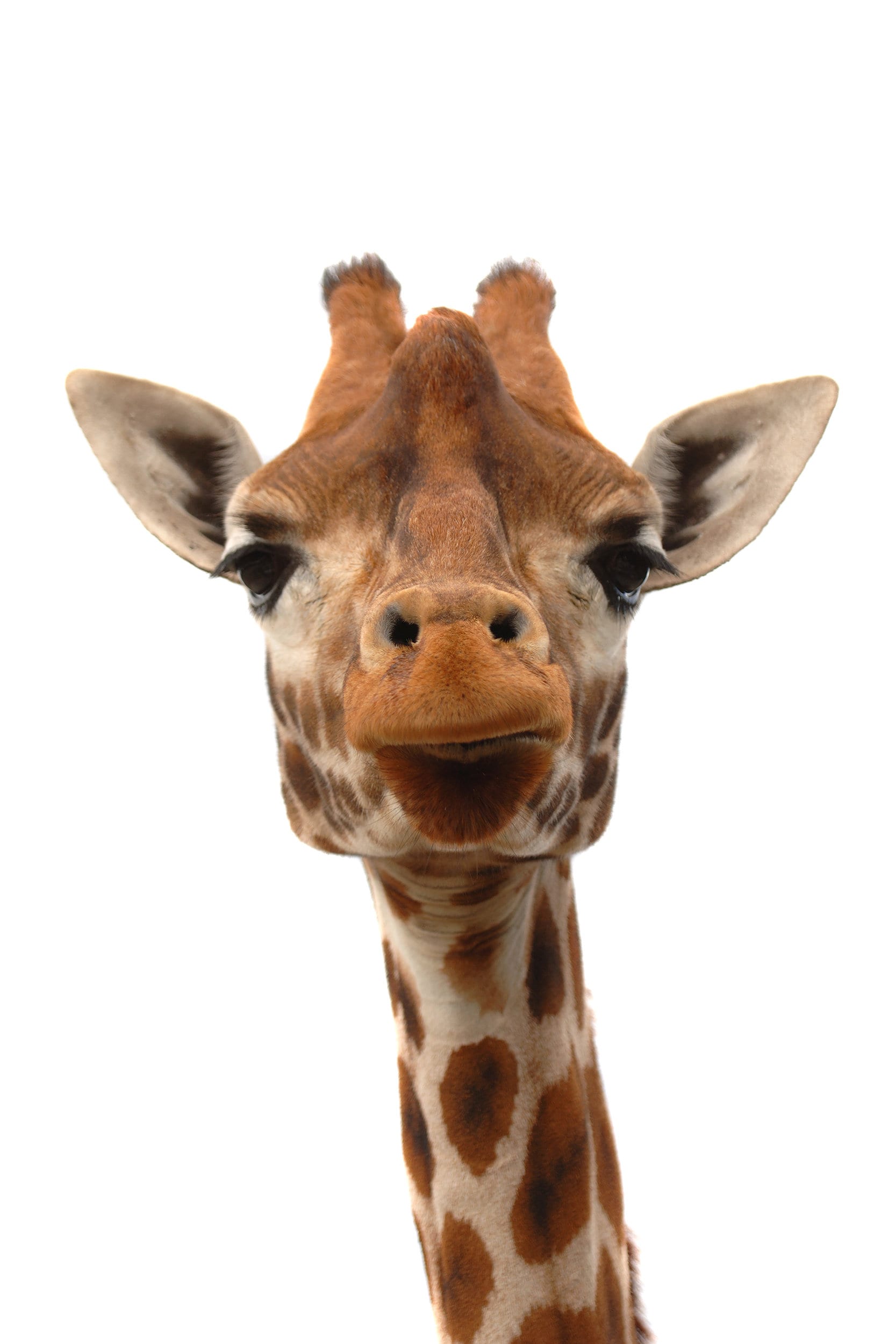 Giraffe photo canvas, Africa giraffe, Wildlife giraffe canvas, Giraffe wall art - Picture 4 of 5
