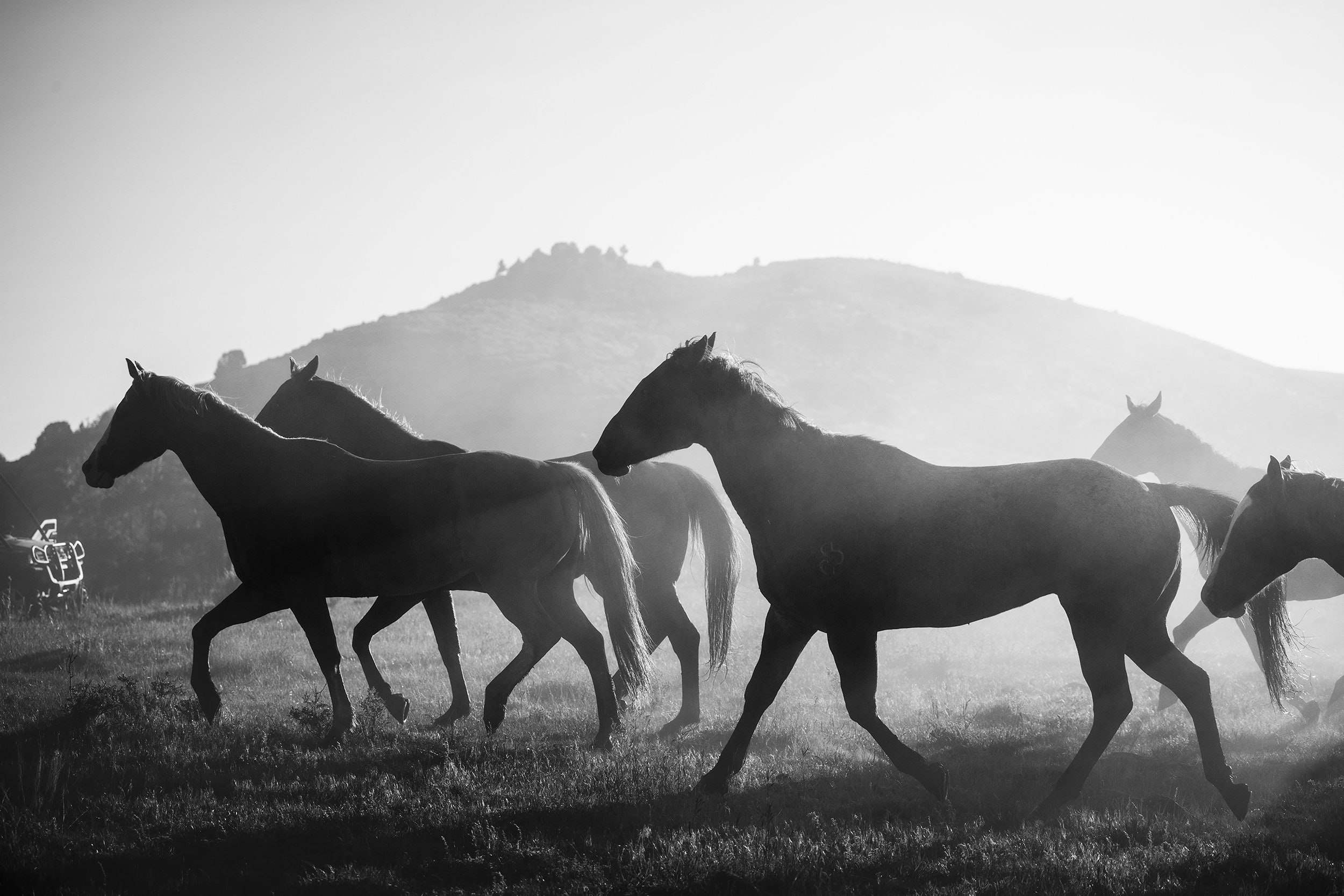 Wild Horses canvas Black and White Canvas Nature canvas Etsy