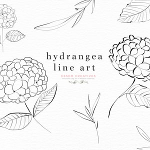 Hydrangea Line Art Floral Clipart Illustration, Fleurs botaniques Feuilles Graphiques, Délicates Fine Art Fleurs, Fleur numérique PNG Floral