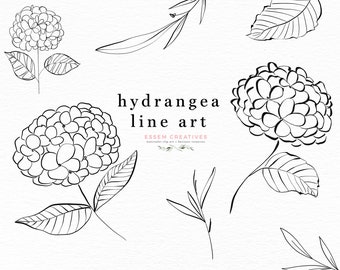 Hydrangea Line Art Floral Clipart Illustration, Botanical Flowers Leaves Graphics, Dainty Fine Art Flowers, Digital Flower PNG Floral