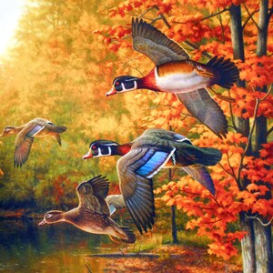 May include: Four wood ducks flying in a forest setting with fall foliage. The ducks are flying in formation with their wings spread. The leaves are a mix of red, orange, and yellow.