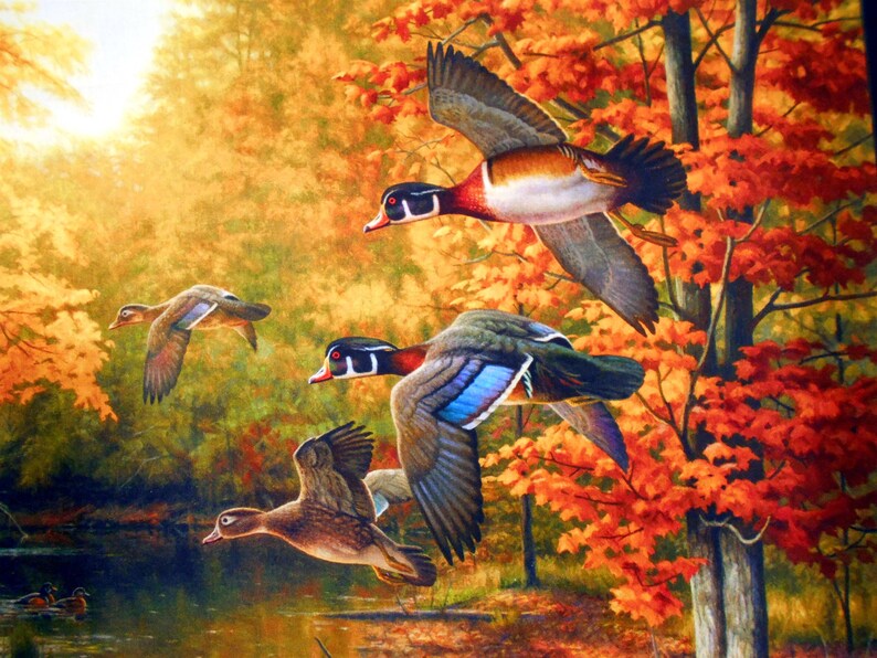 May include: Four wood ducks flying in a forest setting with fall foliage. The ducks are flying in formation with their wings spread. The leaves are a mix of red, orange, and yellow.