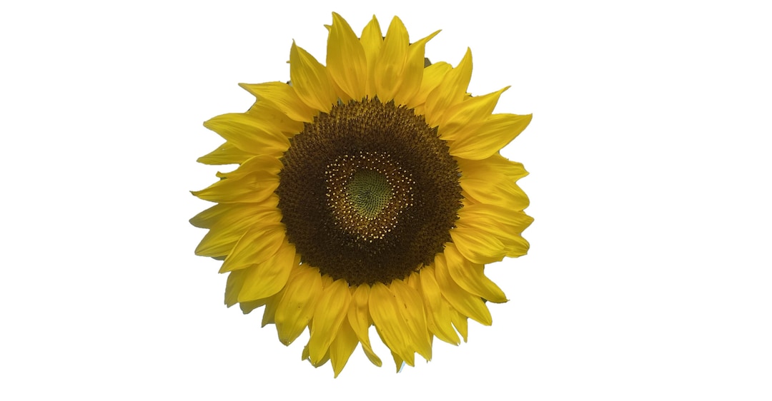 Wooden Sunflower Fridge Magnet 4 Inch, Birch Wood Kitchen Decor, UV ...