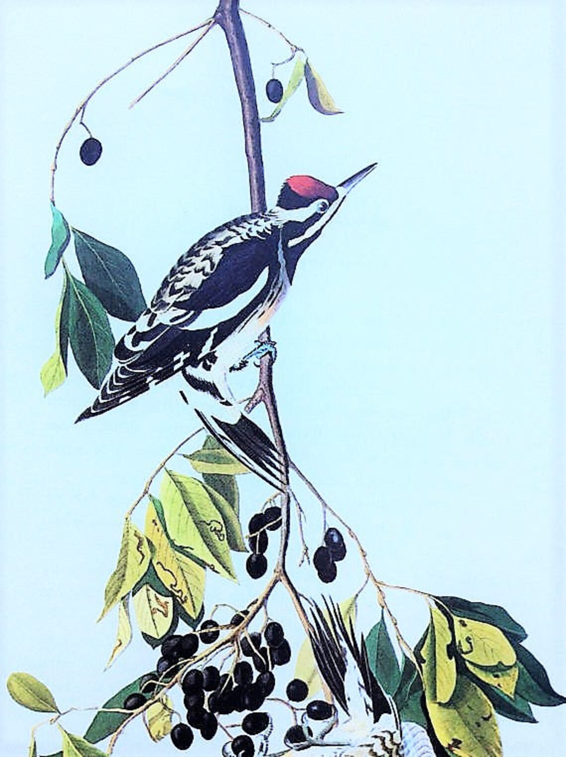 Yellow-bellied Sapsucker Bird Print Sapsucker Print Nature - Etsy