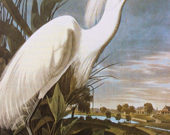 Snowy Egret, Bird Print, Egret Print, Nature Print, Heron, Bird Lovers Print, Birders Print, Birding, Audubon,Wading Bird,Endangered Species