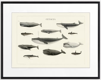 Vintage Whales Print, Bathroom Wall Art, Whales Wall Art, Blue Whale, Humpback Whale, Sperm Whale Art