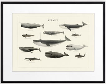 Whales By Size Chart