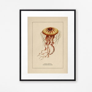 Jellyfish Print Vintage Art Print Print Bathroom Decor Bathroom Print Coastal Decor