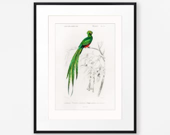 Vintage Bird Art Bird of Paradise Print Natural History Art Tropical Birds Bird Illustration