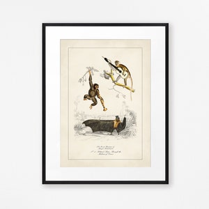Vintage Surreal Animal Print Musical Animals Art