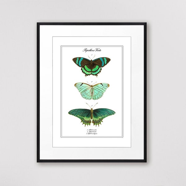 Butterflies, Butterfly Art, Vintage Decor, Butterfly Print, Green Wall Art, Natural History Art