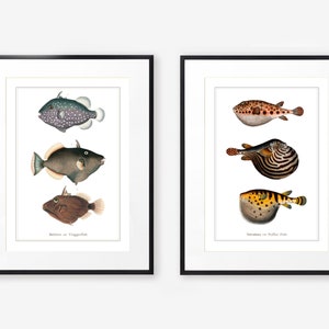 Pair of Vintage Colourful Fish Prints, Bathroom Wall Art Set, Natural History Print Set, Aquatic Illustrations