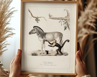 Funny Animal Wall Art Idea for Jungle Theme Decor for Kids Room Print Whimsical Monkey Zebra Safari Artwork Vintage Illustration