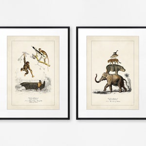 Vintage Surreal Animal Print Set, Wild Jungle Animals Art