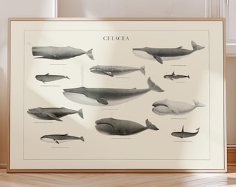 Vintage Whale Art Print for Coastal Decor Wall Art Humpback Whale Print Blue Whale Poster for Science Decor Beach House Gift for Dad