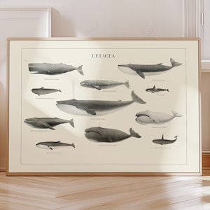 Impressão de arte de baleia vintage para decoração costeira, arte de parede, impressão de baleia jubarte, pôster de baleia azul para decoração científica, presente de casa de praia para o pai