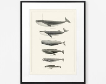 Vintage Style Whale Art Print for Bathroom, Blue Whale, Humpback Whale, Sperm Whale Art