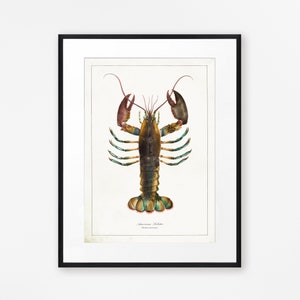 Vintage Lobster Print, Bathroom Wall Art, Sealife Wall Art, Antique Sealife Illustration, Vintage Kitchen Art