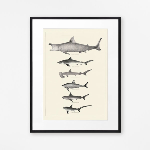 Vintage Shark Print Bathroom Wall Art Sharks Wall Art Hammerhead Tiger Shark Sealife Drawings