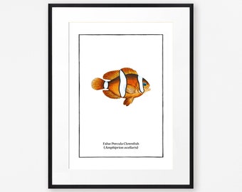 Vintage Clownfish Print Colourful Sea Fish Art Vintage Aquatic Illustation