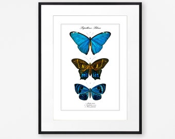 Vintage Blue Butterfly Print, Nature Wall Art, Antique Insects Illustration,
