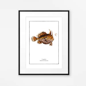 Vintage Frogfish Print Colourful Sea Fish Art Vintage Aquatic Illustation