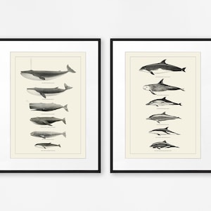 Whales and Dolphins Nautical Decor Set of Two Prints Bathroom Wall Art Sealife Poster Coastal Decor