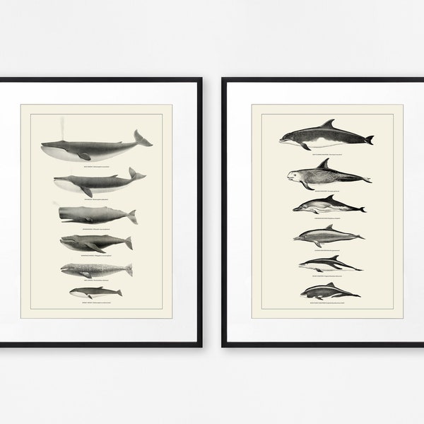 Whales and Dolphins Nautical Decor Set of Two Prints Bathroom Wall Art Sealife Poster Coastal Decor