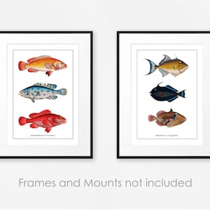 Set of Vintage Colourful Fish Prints Bathroom Wall Art Set Natural History Print Set Aquatic Illustrations
