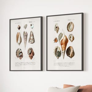 Op de afbeelding: Twee ingelijste vintage botanische prenten met gedetailleerde illustraties van verschillende schelpen. De prenten zitten in zwarte lijsten en worden op een witte muur getoond. De illustraties tonen een verscheidenheid aan schelpvormen en -kleuren.