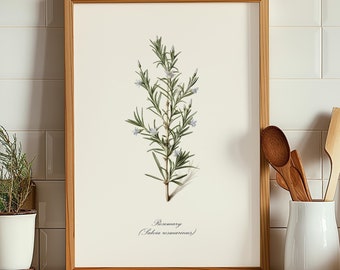 Puede incluir: Una ilustración botánica enmarcada de romero, con el nombre científico "Salvia rosmarinus" escrito debajo de la imagen.