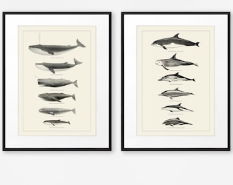 Whales and Dolphins Nautical Decor Set of Two Prints Bathroom Wall Art Sealife Poster Coastal Decor