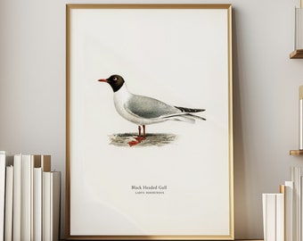 Sea Bird Print Vintage Illustration Seagull Wall Art for Bird Lover Gift Beach House Decor Vintage Coastal Wall Art Print Neutral Colours