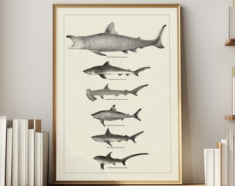Shark Poster Marine Biology Science Art Coastal Decor Wall Art Neutral Beach House Decor Vintage Bathroom Wall Art Hammerhead Shark Gift