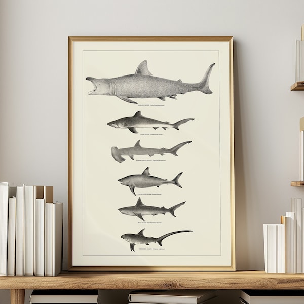 Haai poster mariene biologie wetenschap kunst kust decor muur kunst neutraal strand huis decor vintage badkamer muur kunst hamerhaai cadeau