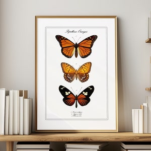 May include: A vintage botanical illustration of three orange butterflies with black markings. The butterflies are arranged vertically, with the largest butterfly at the top and the smallest butterfly at the bottom. The illustration is titled "Papillons Oranges" and includes the scientific names of each butterfly.
